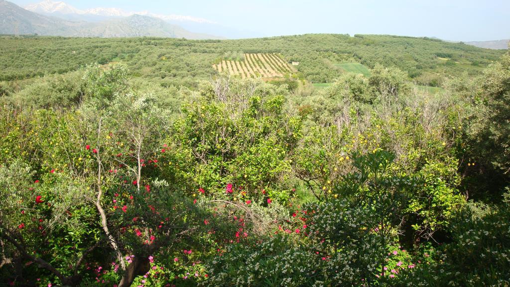 Calamon Apartments Episkopi-Chania Eksteriør bilde